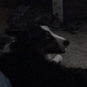 Meet your Posher, Cody